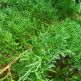 Ienupar orizontal Plumosa