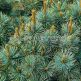 Pin Siberian Glauca