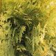 Tuia Yellow Ribbon