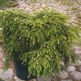 Tsuga canadensis Jeddeloh
