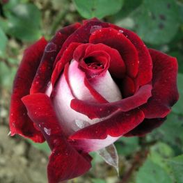 Trandafir teahibrid Osiria
