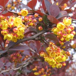 Dracila Berberis ottawensis Superba