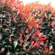 Photinia fraserii Red Robin