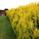 Chiparos leylandii Castlewellan Gold