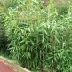 Bambus Sageata