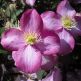 Clematita montana Rubens