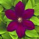 Clematita Rouge Cardinal