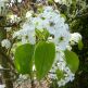 Par ornamental Chanticler