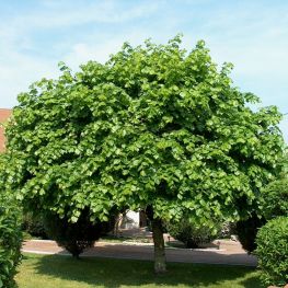 Tei european Euchlora
