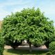 Tei european Euchlora