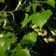 Tei european Euchlora