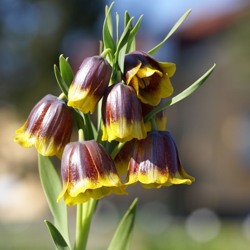 ★CHARLESチェキ MAYA LAFFLESIA LAREINE ポワトリン Lalea imperiala Fritillaria michailovskii - GardenExpert.ro