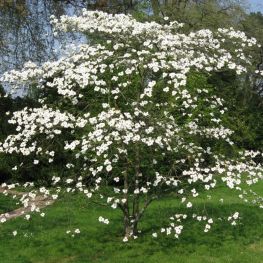 Cornus florida