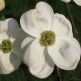 Cornus florida
