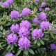 Azalee (Rhododendron) catawbiense Grandiflorum