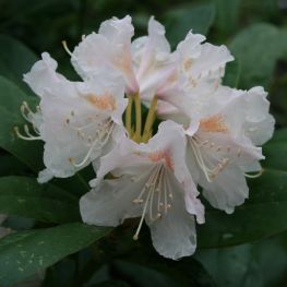 Azalee (Rhododendron) Cunninghams White