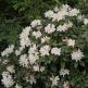 Azalee (Rhododendron) Cunninghams White