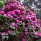 Azalee (Rhododendron) Germania