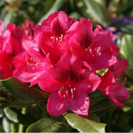 Azalee (Rhododendron) Nova Zembla