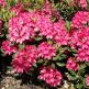 Azalee (Rhododendron) Nova Zembla