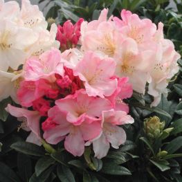 Azalee (Rhododendron) Percy Wiseman