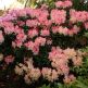 Azalee (Rhododendron) Percy Wiseman