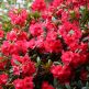 Azalee (Rhododendron) Red Jack