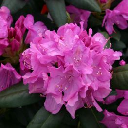 Azalee (Rhododendron) Roseum Elegans