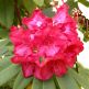 Azalee (Rhododendron) Wilgens Ruby