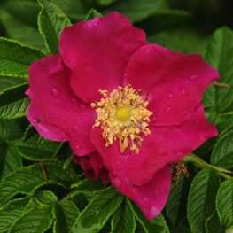 Trandafir Rosa Rugosa