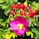 Trandafir Rosa Rugosa