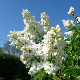 Liliac Mme Lemoine