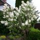 Liliac Mme Lemoine