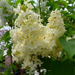 Liliac Primrose
