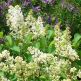 Liliac Primrose