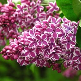 Liliac Sensation