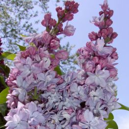 Liliac Katherine Havemayer