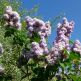 Liliac Katherine Havemayer