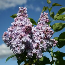 Liliac Michel Buchner