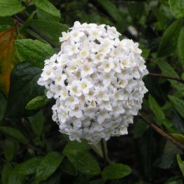 Calin burkwoodii