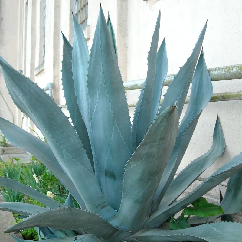 gin agave Agave Blanco – Pacific Coast Spirits main image 0
