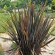 Phormium tenax Purpureum