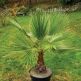 Palmier Washingtonia robusta