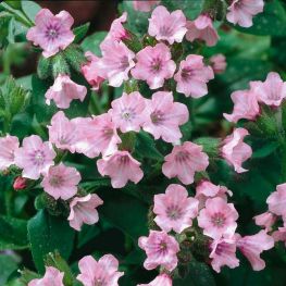 Salvia Betleemului Dora Bielefeld