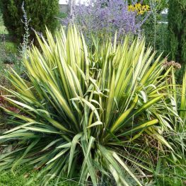 Yucca flaccida Golden Sword