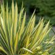 Yucca flaccida Golden Sword