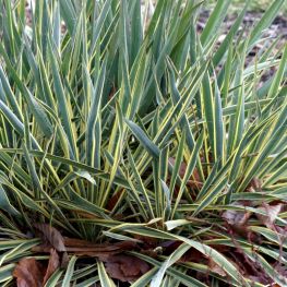 Yucca de gradina Bright Edge