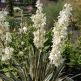 Yucca de gradina Bright Edge