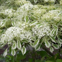 Arbust Cornus contoversa Variegata
