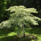 Arbust Cornus contoversa Variegata